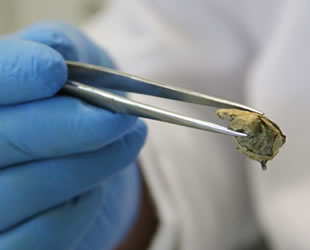 Bilim insanları Antarktika’daki deniz kirliliğinde artış tespit etti