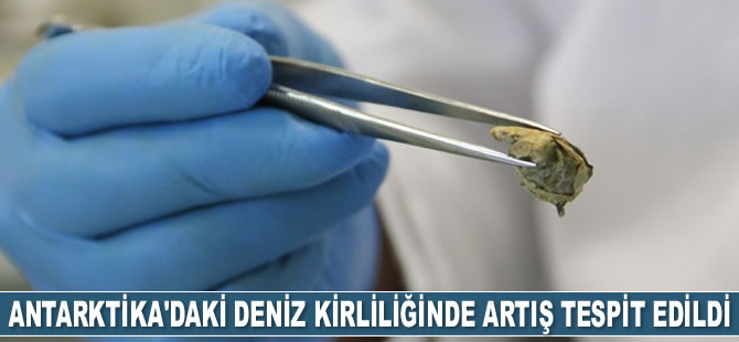 Bilim insanları Antarktika’daki deniz kirliliğinde artış tespit etti