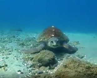 Çanakkale Boğazı’nda caretta caretta görüntülendi