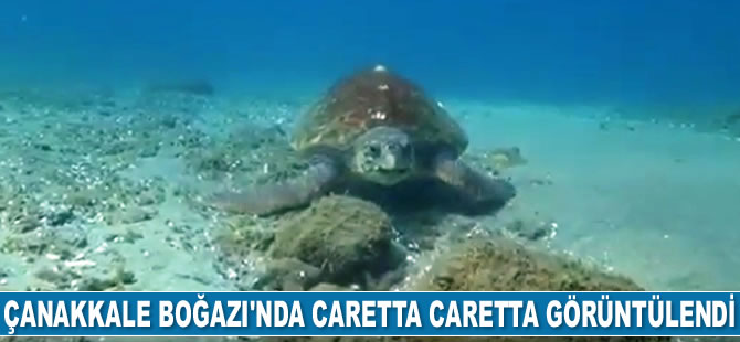 Çanakkale Boğazı’nda caretta caretta görüntülendi
