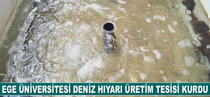 Ege Üniversitesi deniz hıyarı üretim tesisi kurdu