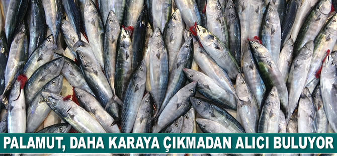 Palamut, karaya çıkmadan alıcı buluyor