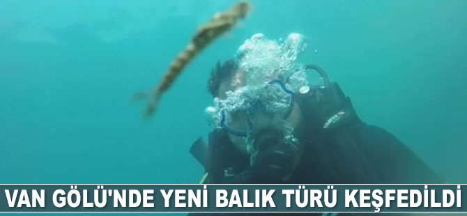 Van Gölü'nde yeni balık türü keşfedildi