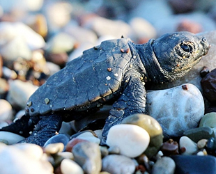 Kemer’de 3 bin caretta caretta yavrusu denizle buluştu