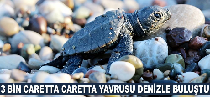 Kemer’de 3 bin caretta caretta yavrusu denizle buluştu