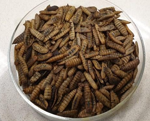 Balık yetiştiriciliğine yeni bir besin kaynağı kazandırılacak