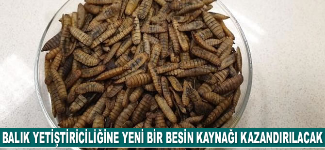 Balık yetiştiriciliğine yeni bir besin kaynağı kazandırılacak