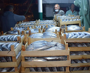 Balıkçılar, Akçakoca Limanı'na binlerce palamutla döndü