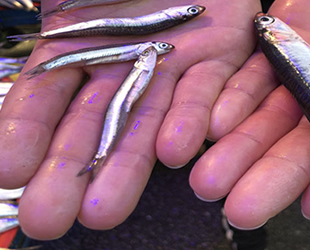 Balıkçılar, aldıkları kasalarda yavru hamsi çıkmasına isyan etti