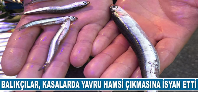 Balıkçılar, aldıkları kasalarda yavru hamsi çıkmasına isyan etti