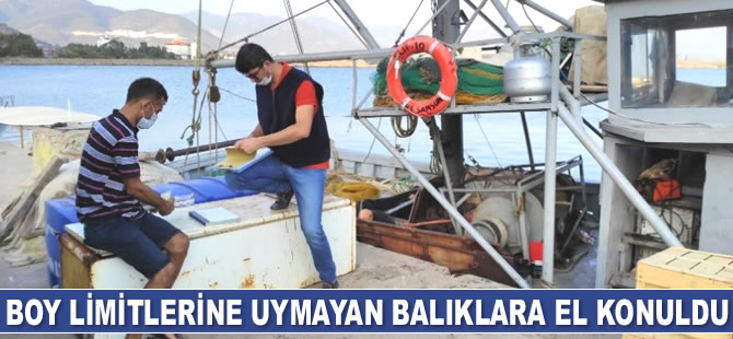 Mersin'de boy limitlerine uymayan balıklara el konuldu