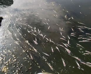 Bafa Gölü'ndeki balık ölümleri araştırılıyor