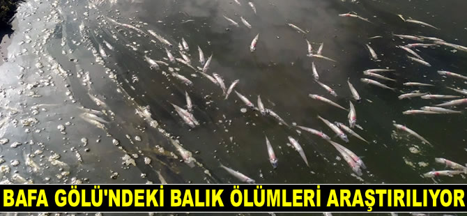 Bafa Gölü'ndeki balık ölümleri araştırılıyor