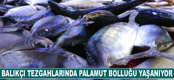 Tezgahlarda palamut bolluğu yaşanıyor