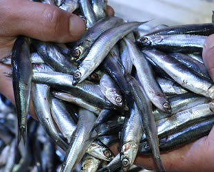 Kanal İstanbul Projesi, hamsiyi de ortadan kaldıracak