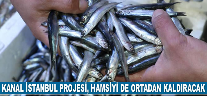 Kanal İstanbul Projesi, hamsiyi de ortadan kaldıracak