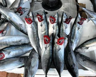 Karadeniz’de son 15 yılda palamut avı yüzde 50 azaldı