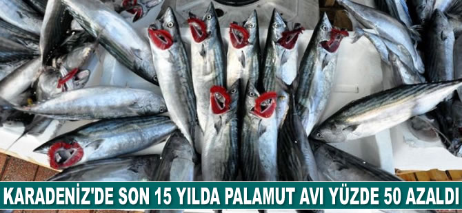 Karadeniz’de son 15 yılda palamut avı yüzde 50 azaldı