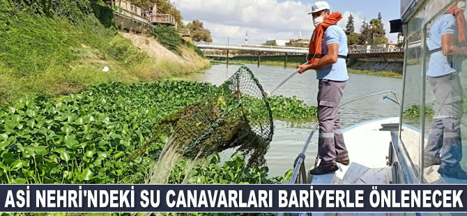 Asi Nehri'nde su sümbülleriyle mücadele sürüyor