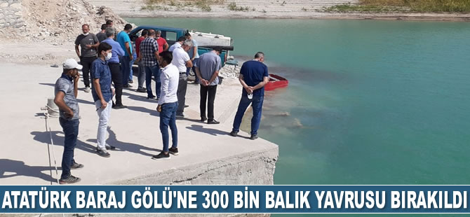 Atatürk Baraj Gölü'ne 300 bin balık yavrusu bırakıldı