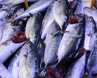Bolluk yaşanan palamut balığının fiyatı ucuzluyor
