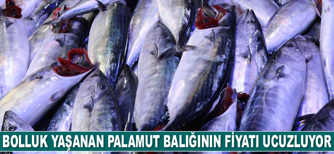 Bolluk yaşanan palamut balığının fiyatı ucuzluyor