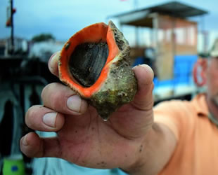 Türkiye'den 8 ayda 9,1 milyon dolarlık deniz salyangozu ihracatı yapıldı