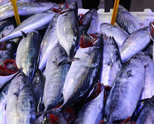 Palamut küstü, balık fiyatları yükseldi