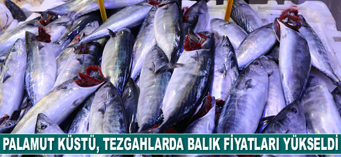 Palamut küstü, balık fiyatları yükseldi