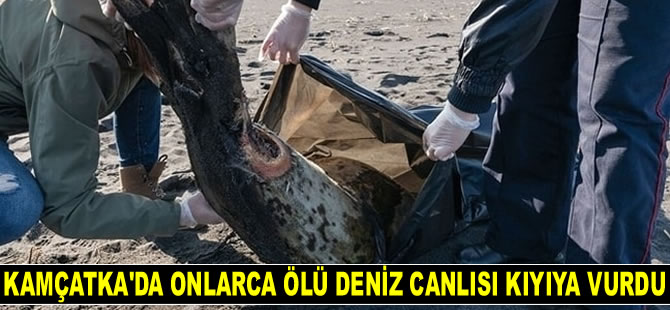 Kamçatka’da onlarca ölü deniz canlısı kıyıya vurdu