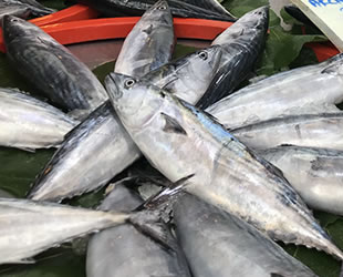 Karadeniz'de tezgahlarda palamut bolluğu yaşanıyor