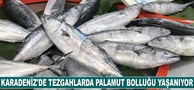 Karadeniz'de tezgahlarda palamut bolluğu yaşanıyor