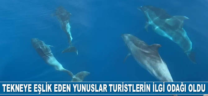 Tekneyle birlikte yüzen yunuslar renkli görüntüler oluşturdu