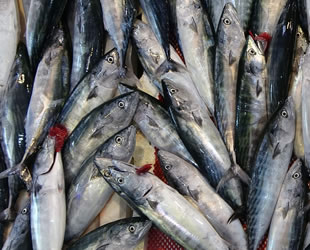 Palamut bolluğu balık fiyatlarını düşürdü