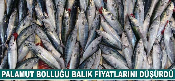 Palamut bolluğu balık fiyatlarını düşürdü