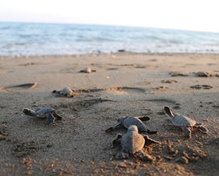 300 bin yavru caretta caretta denizle buluştu