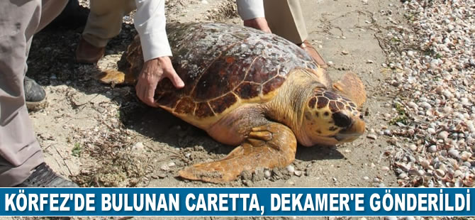 İzmir Körfezi'nde bulunan caretta ceratta, DEKAMER'e gönderildi
