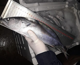 Marmara’da usulsüz balık avcılığına 29 bin 200 TL ceza kesildi