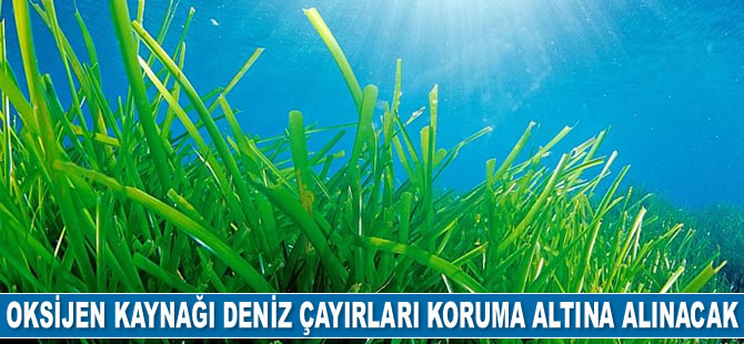 Oksijen kaynağı deniz çayırları koruma altına alınacak