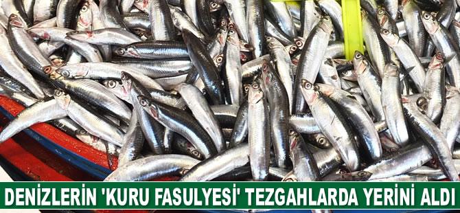 Denizlerin ‘kuru fasulyesi’ tezgahlarda yerini aldı