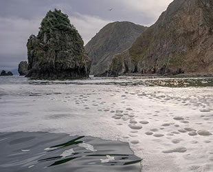 Rusya, Kamçatka açıklarındaki deniz kirliliğiyle ilgili adli soruşturma başlattı