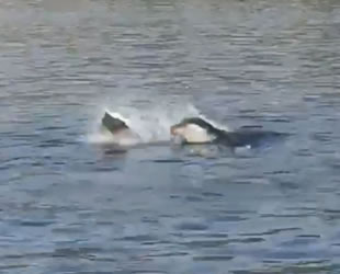 Akdeniz fokunun ibretlik çöp tepkisi turistleri şaşkına çevirdi