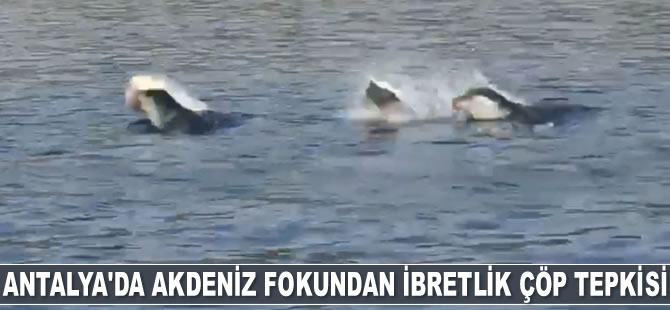 Akdeniz fokunun ibretlik çöp tepkisi turistleri şaşkına çevirdi