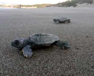 Patara'da 22 bin yavru caretta caretta denizle buluştu