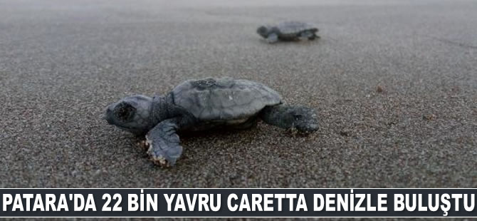 Patara'da 22 bin yavru caretta caretta denizle buluştu