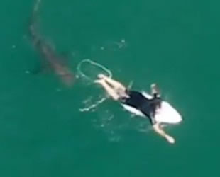 Avustralyalı sörfçü drone sayesinde köpek balığı saldırısından kurtuldu