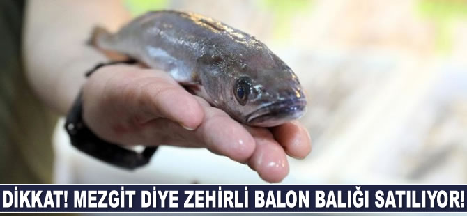 Mezgit diye zehirli balon balığı satılıyor