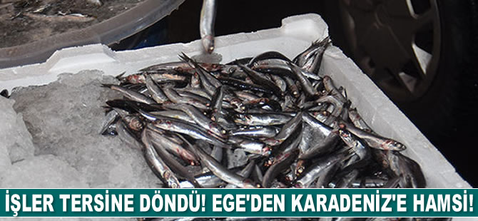 Denizde işler tersine döndü! Karadeniz'e hamsi Ege'den gidiyor!