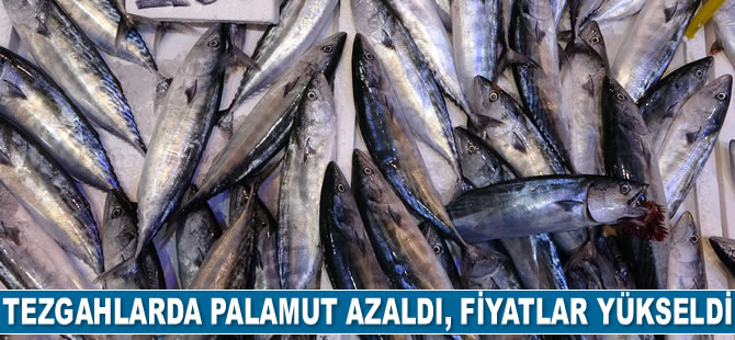 Tezgahlarda palamut azaldı, fiyatlar yükseldi