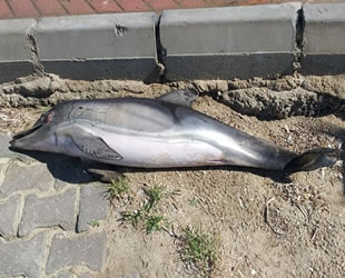 Kuşadası'nda ölü yunus balığı kıyıya vurdu